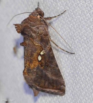 Soybean Looper Moth (<em>Chrysodeixis includens</em>), #8890