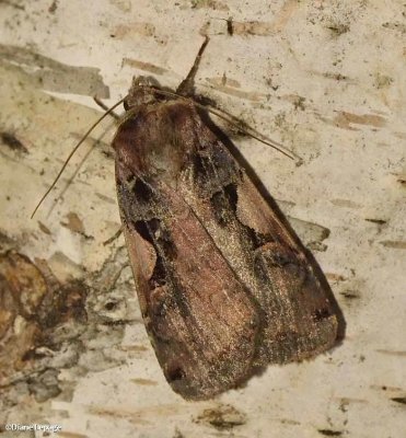 Morrison's sooty dart  (Pseudohermonassa tenuicula), #10951