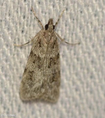 Double-Striped Scoparia (Scoparia biplagialis), #4716