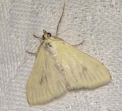 Carrot-seed Moth (Sitochroa palealis), #4986.1