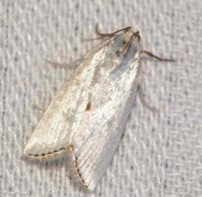 Snowy Urola Moth (Urola nivalis), #5464