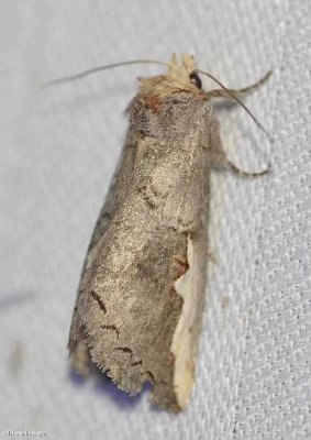 Red-humped Oakworm Moth (Symmerista canicosta),  #7952