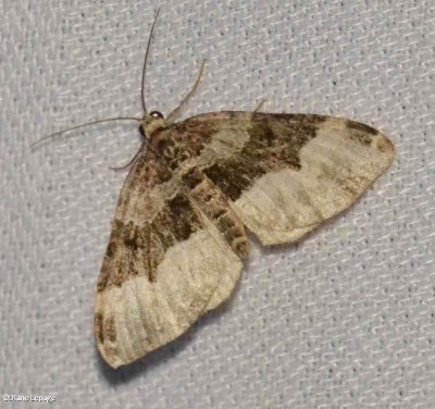 Toothed Brown Carpet  (Xanthorhoe lacustrata), #7390