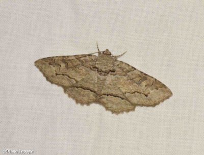 Maple Zale Moth  (Zale galbanata),  #8692