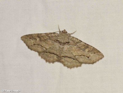 Maple Zale Moth (Zale galbanata), #8692