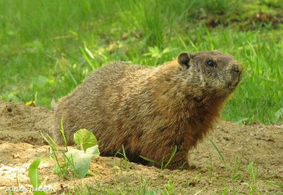 Groundhog