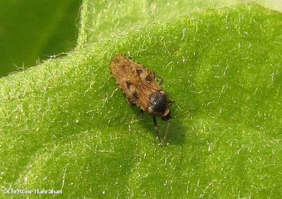 Lace bug (Dictyla echii)