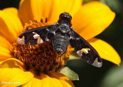 Bee flies (Family: Bombyliidae)