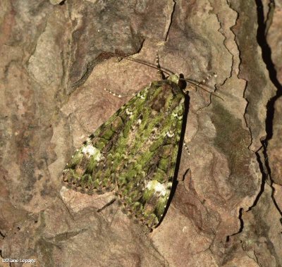 Green  arches moth (<em>Anaplectoides prasina</em>), #11000