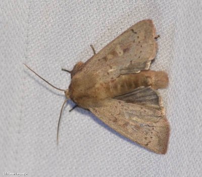 Ursula wainscot  (Leucania ursula), #10461