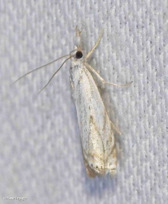 Leafroller moth (Tortricid)