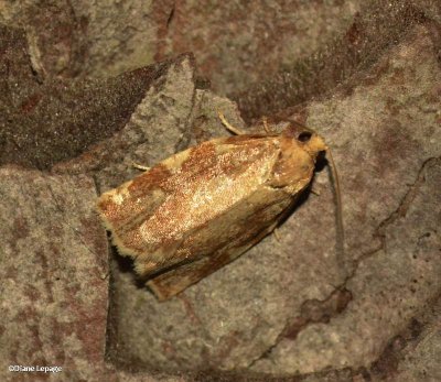 Leafroller moth (Tortricid)