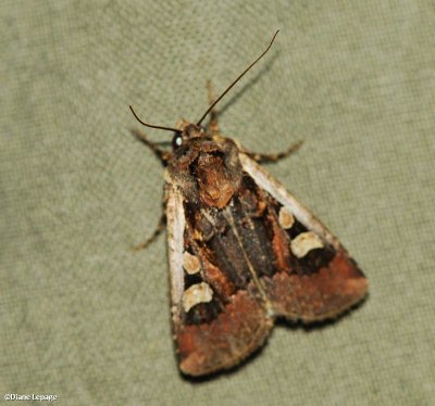 Obelisk dart (Euxoa obeliscoides), #10817