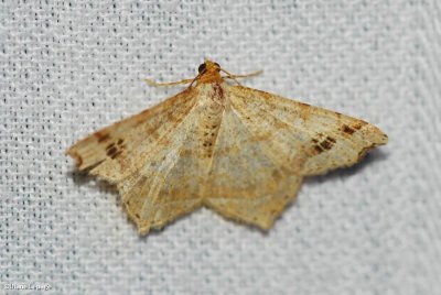 Common angle (Macaria aemulataria), #6326