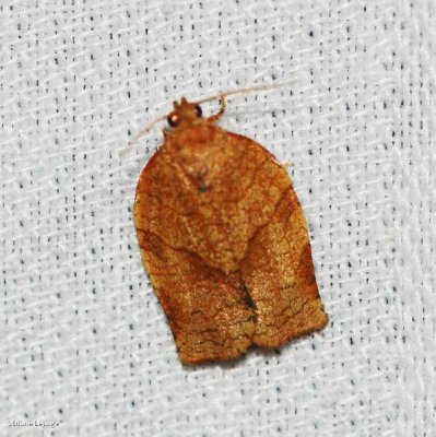 Oblique-banded leafroller (Choristoneura rosaceana), #3635