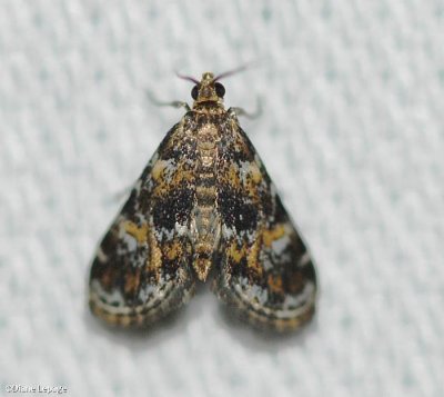 Waterlily Leafcutter Moth (Elophila obliteralis ), #4755