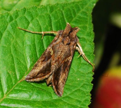 Common looper (Autographa precationis), #8908