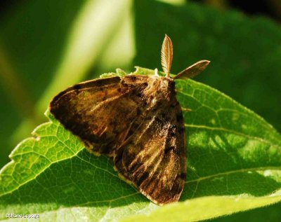 Gypsy moth (Lymantria dispar) male, #8313