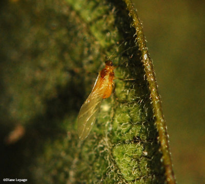 Oleander aphid (Aphis nerii)
