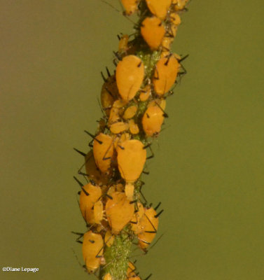 Oleander aphids  (Aphis nerii)