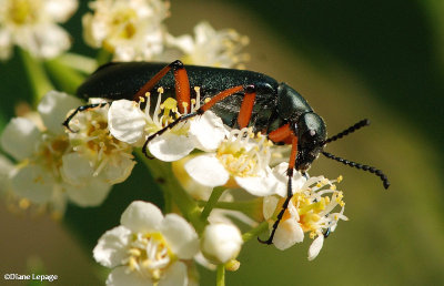 Green blister beetle (Lytta sayi) 