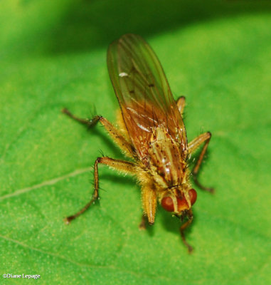 Golden dung fly (Scathophaga stercoraria)