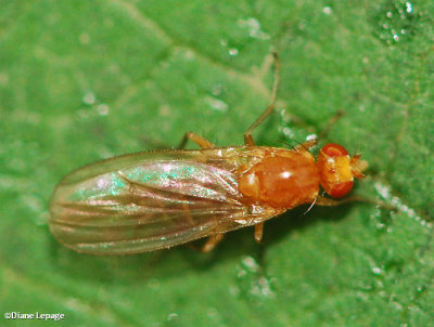 Dryomyzid Flies (Family: Dryomyzidae)