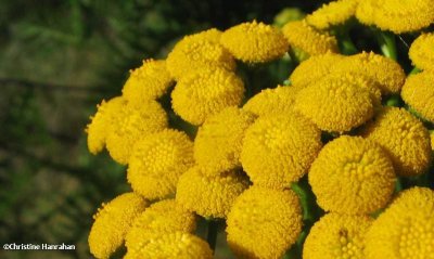 Tansy (Tanacetum vulgare)