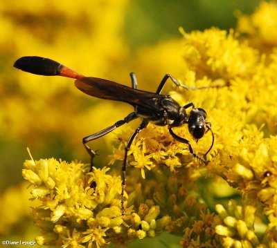 Thread-waisted wasp (Ammophila procera)