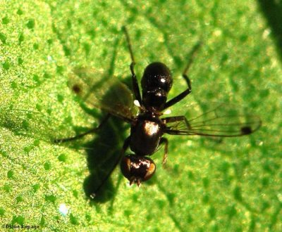 Black scavenger fly (Sepsis sp.)