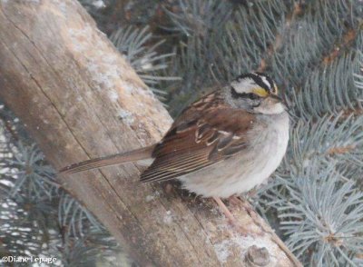 White-throated Sparrow