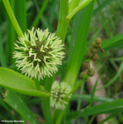 Bur-reed  (Sparganium)