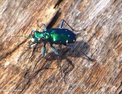 Six-spotted tiger beetle (Cicindela sexguttata)