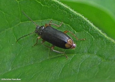 Fire-coloured Beetle (Pedilus elegans)