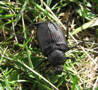 Flower scarab (Osmoderma scabra)