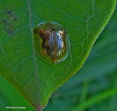 Mottled tortoise beetle (Deloyala guttata)