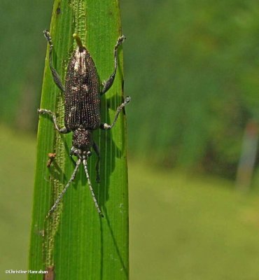 Long-horned leaf beetles (Donacia sp.)