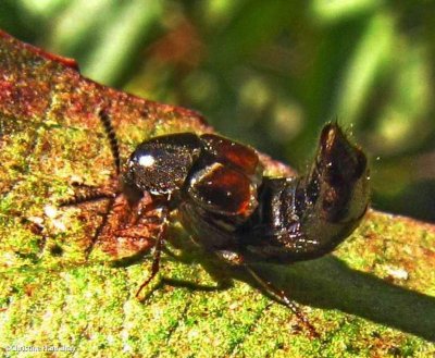 Rove Beetles (Family: Staphylinidae)