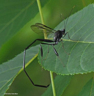 Pelecinus polyturator wasp, female