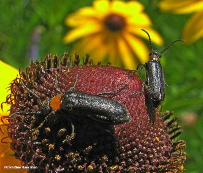 Blister beetles (<em>Nemognatha nemorensis</em>)