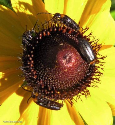 Blister beetles (Nemognatha nemorensis)