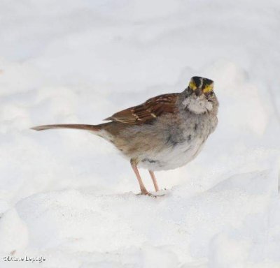 White-throated sparrow 