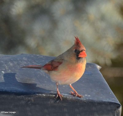 Northern cardinal, female