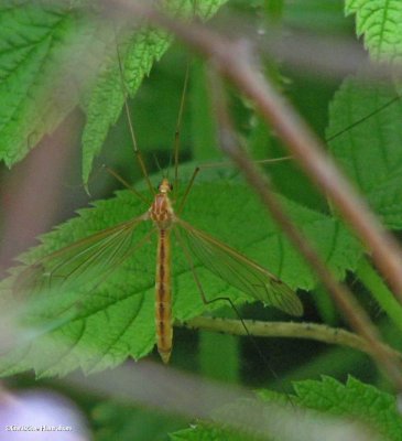 Cranefly