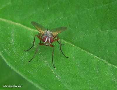 Muscid Flies (Family: Muscidae)