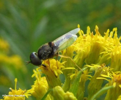 Soldier Flies (Family: Stratiomyidae)