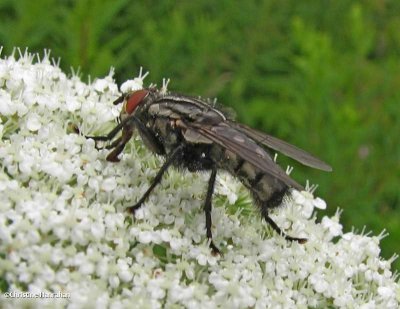 Flesh fly (Sarcophagidae) on Queen Anne's lace