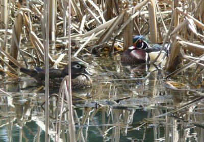 Pair of wood ducks on the amphibian pond