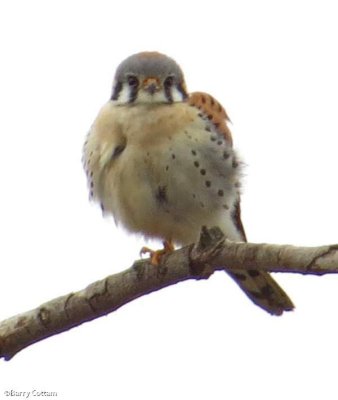 American kestrel, male