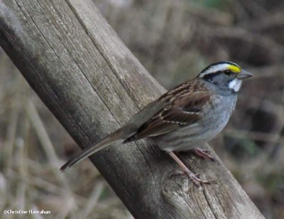 White-throated sparrow